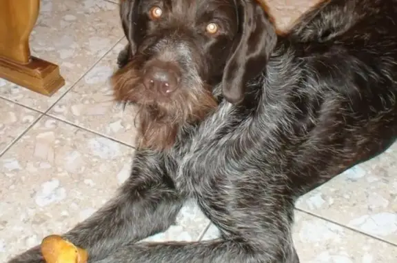 Пропала собака Кабель дратхаара в районе АТ-маркета (ост. Дианова)