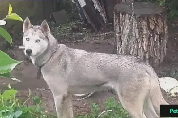 Найдена собака в Славянске-на-Кубани