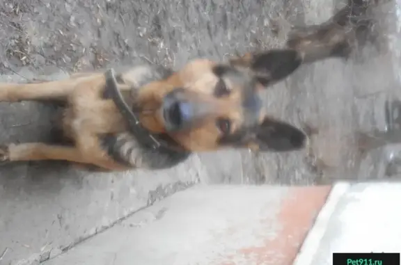 Собака найдена возле 101 школы, Саратов, Россия.