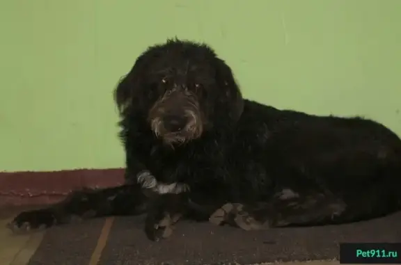 Найден добрый и верный собака Граф в Москве, ищет дом