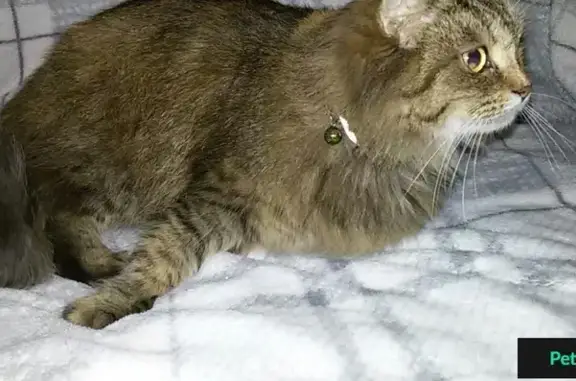 Найдена кошка на ул. Сахалинская 18 декабря в 8 вечера