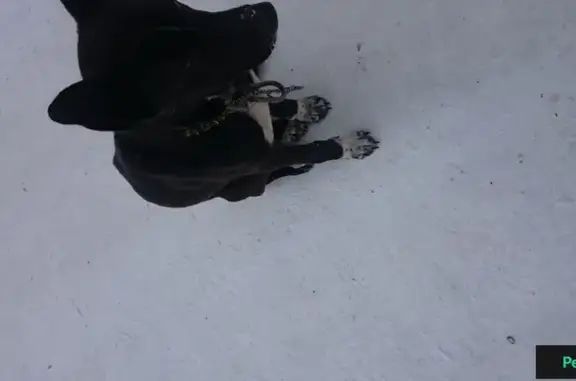 Найдена черная собака с белой грудкой на ул. Комсомольской