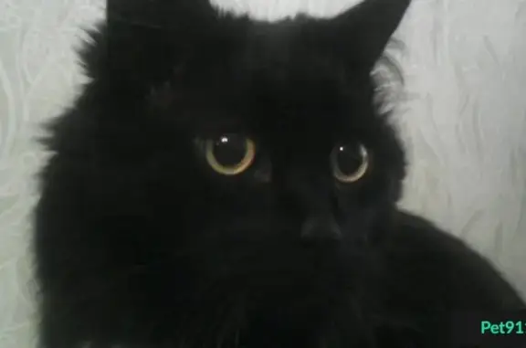 Пропал чёрный кот в Зеленограде, 1мкр, к107А