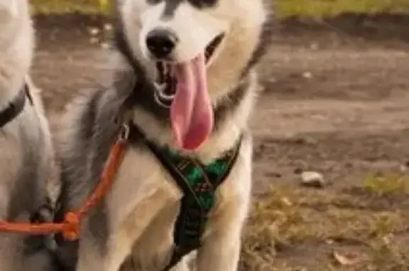 Пропала собака в поселке Кразовский, Красноярский край.