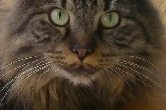 Кошки потеряшки, Каменка, фото: Потеряшка кошка в Каменке, Сокольники