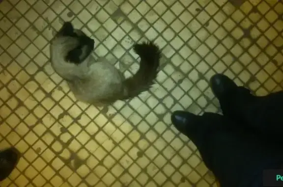 Найдена кошка на станции Дмитров