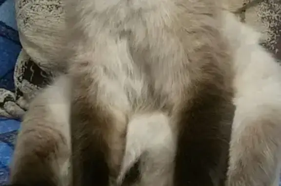 Пропала кошка Лёва в посёлке Северный, Таганрог
