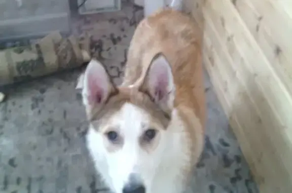 Собака найдена в Воронеже: западно-сибирская лайка