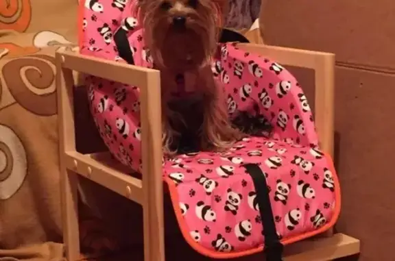 Собаки потеряшки, деревня Марино, фото: Потеряшка собака Марк в деревне Марино