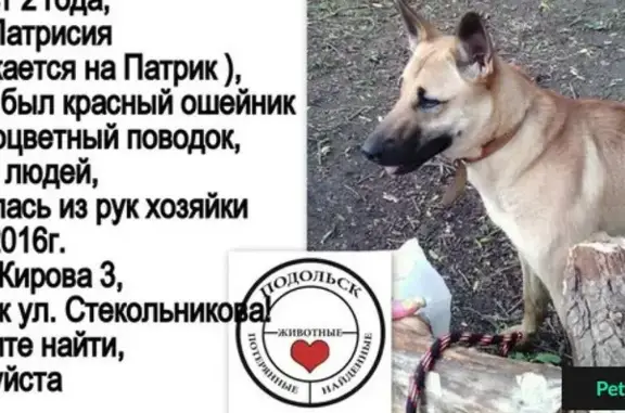 Пропала собака на ул. Кирова, ищем Патрика