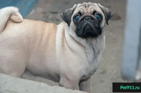 Собака найдена на Техникумовской в Челябинске