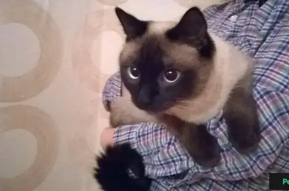 Найден кот на ул. Воровского 15
