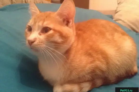 Найдены 4 рыжих котенка в Сергиевом Посаде