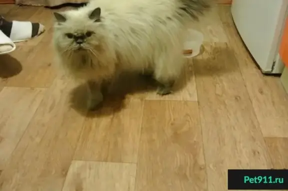 Найдена персидская кошка на Ленинском проспекте, 215