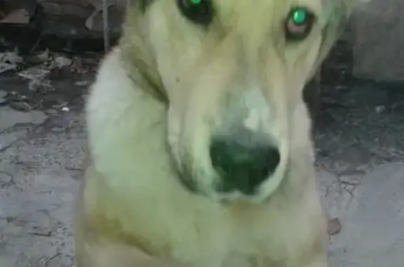 Собаки потеряшки, Даугавпилс, фото: Потеряшка собака Абай по кличке Бася в Орджоникидзе, Латвия