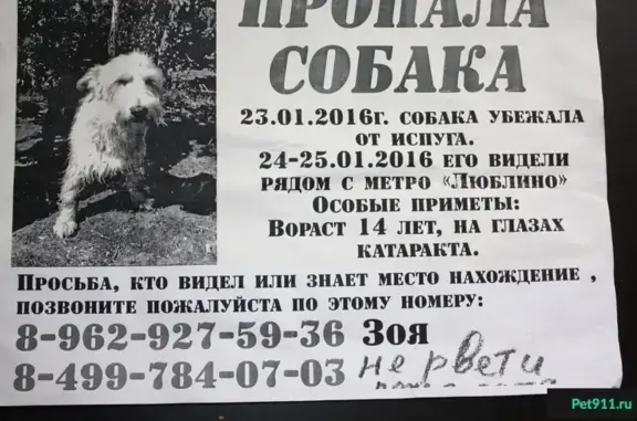 Пропала собака Малыш в Люблино, ул.Ставропольский проезд д.11