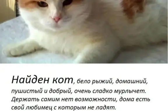 Найден добрый котик в Новосибирске