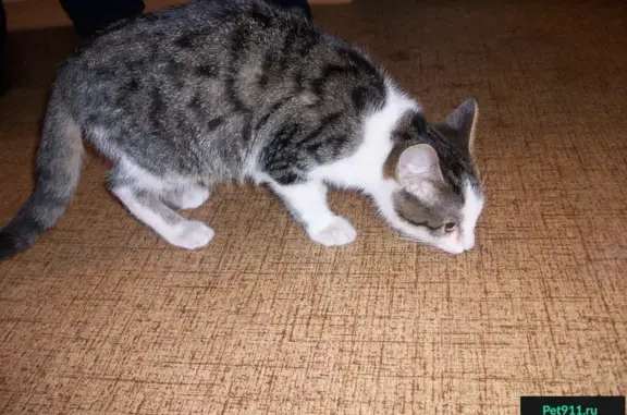 Найден котик в Ленинском районе, Нижний Новгород