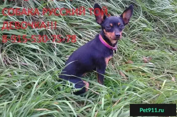 Собаки потеряшки, имени Мамонтова, фото: Потеряшка собака в Фокинском районе, за 36 школой.