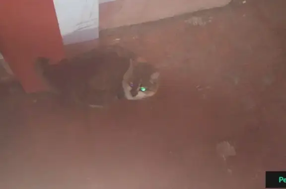 Найдена кошка на улице Самоковская, 4А.
