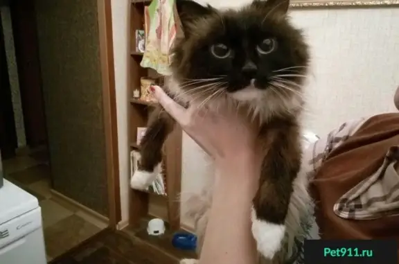 Найдена кошка в Ханты-Мансийске