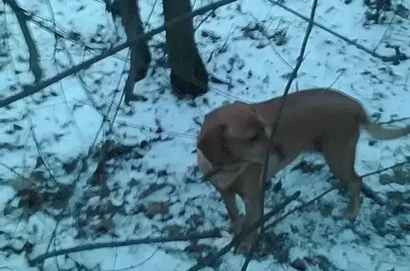 Собака найдена на базе в Жуковском, 16.12.2015