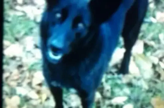 Пропала собака на базе отдыха Порошино, Россия