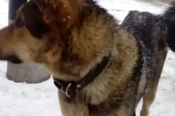 Найдена исхудавшая собака в Саратове