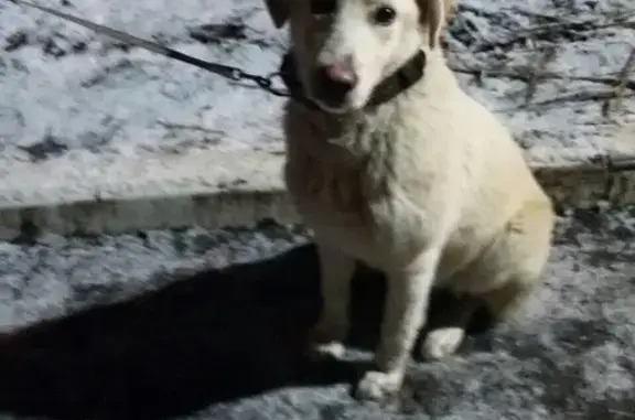 Найдена собака в парке Раменское, Московская область