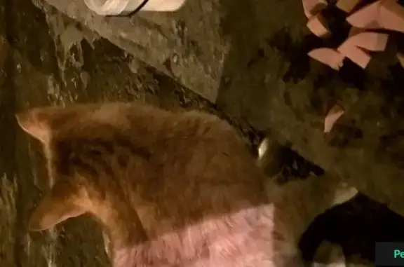 Найден рыжий котик на Тухачевского 13