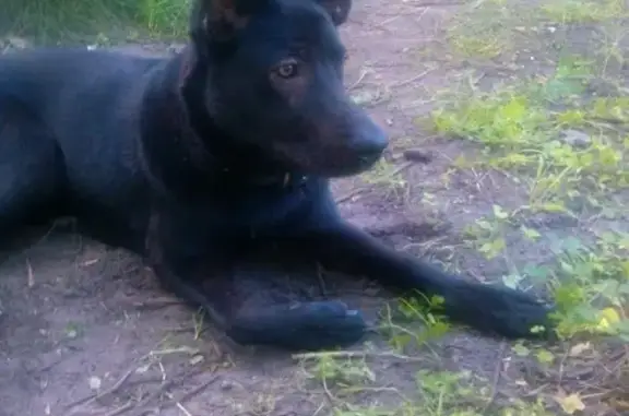 Пропала собака в Гомеле на фестивале Беларусь