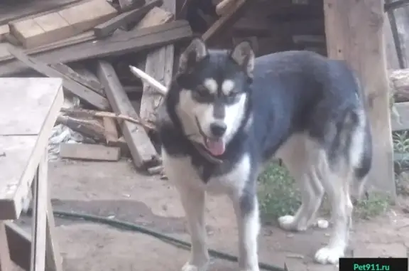 Пропала собака на Сырейке в Оренбурге
