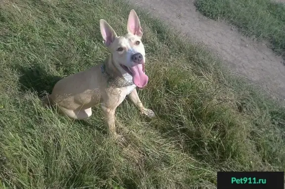 Пропала собака в Кузнецком районе, помогите найти!