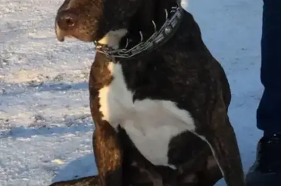 Пропала собака Рокки на ул. Расковой, Оренбург