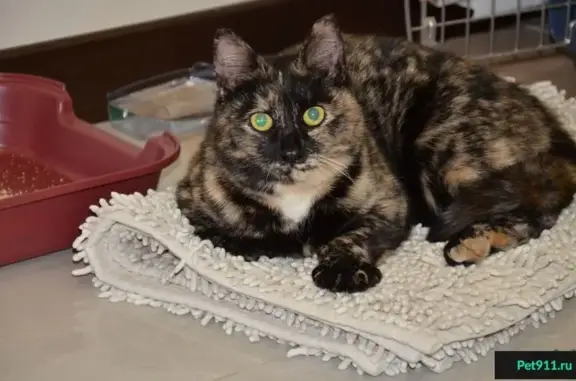 Найдена домашняя кошка у метро Академика Янгеля