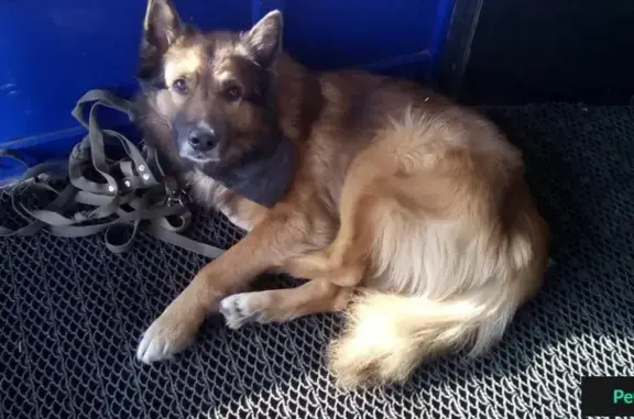 Пропала собака на Московском вокзале в Нижнем Новгороде