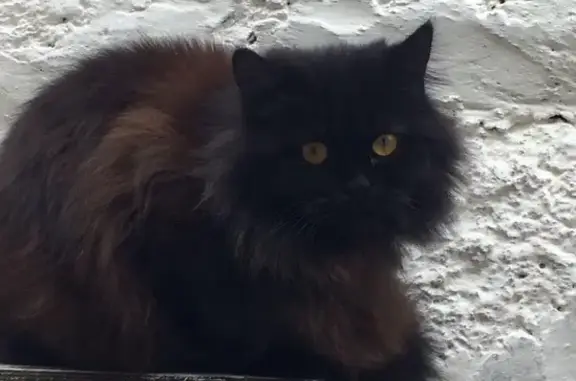 Пропала кошка в Симферополе на ул. Дзюбанова, 16.02.2016.