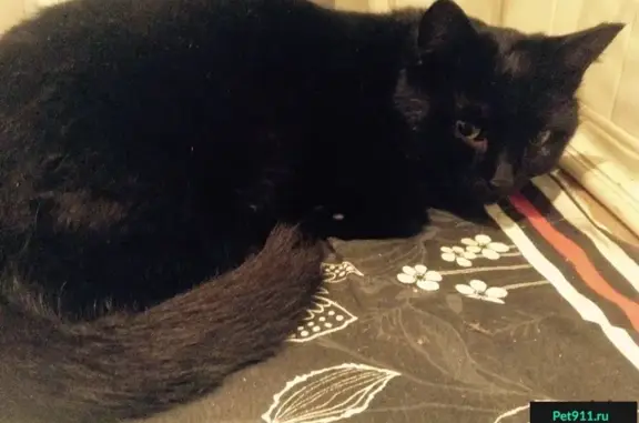 Найден черный кот у остановки Чехова, Ижевск