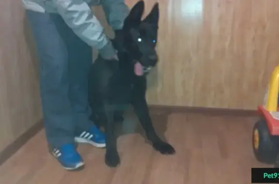 Найдена крупная черная собака в деревне Починки.