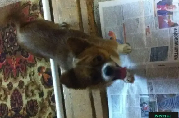 Найдена собака в Энгельсе: рыжий кобель с белым пятном