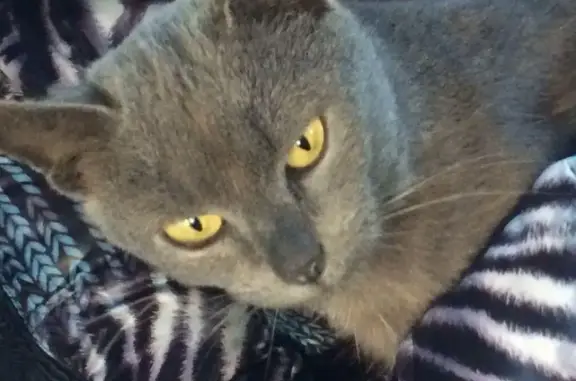 Найдена кошка в Ивантеевке в ноябре 2015