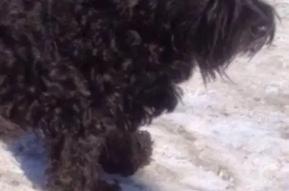 Пропала собака в Приморском районе СПб