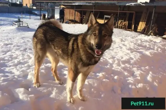 Собаки потеряшки, село имени 9 Января, фото: Потеряшка собака в пос. Газодобытчиков, Оренбургская область