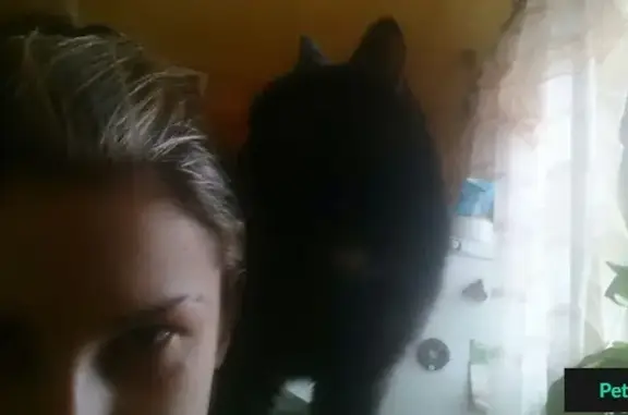 Пропала черная кошка на ул. Жолудева (ТЗР), Волгоград