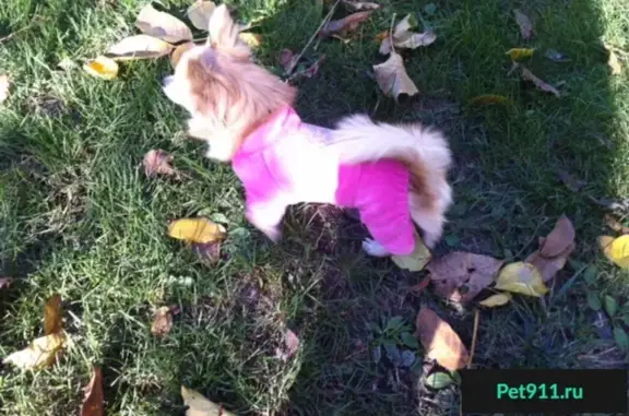 Пропала собака в п. Новознаменском, ищем светло-рыжую чихуахуа
