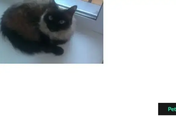 Найдена сиамская кошка на ул. Волгоградская, Красноярск