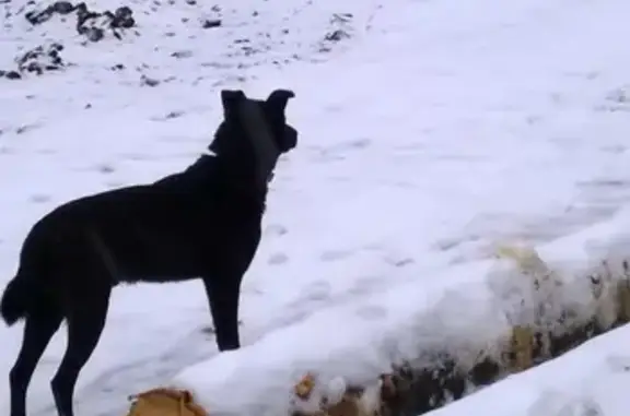 Найдена собака на 53-м км Архангельск-Поморье