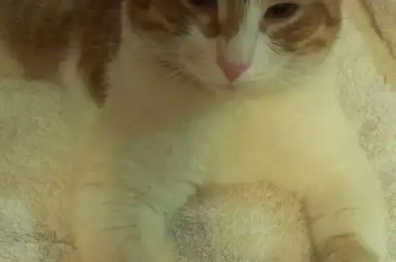 Найден домашний рыжий котик в Перми