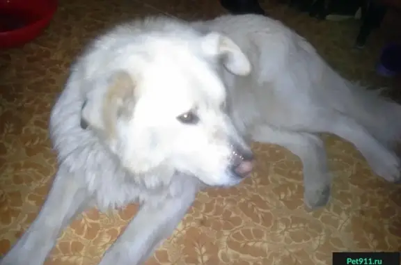 Найдена собака в дачах за Карамзинкой, ищем хозяев или новый дом