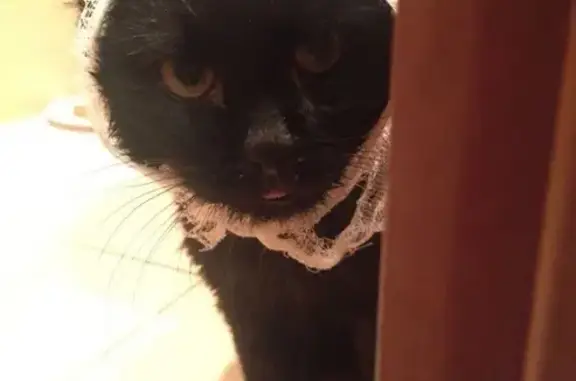 Найден черный кот с травмами в Москве